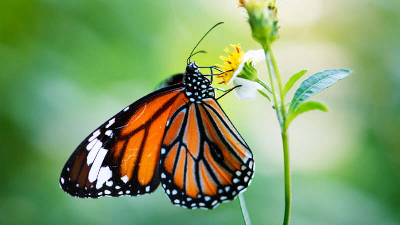 Newly habitat is hard for butterflies to live